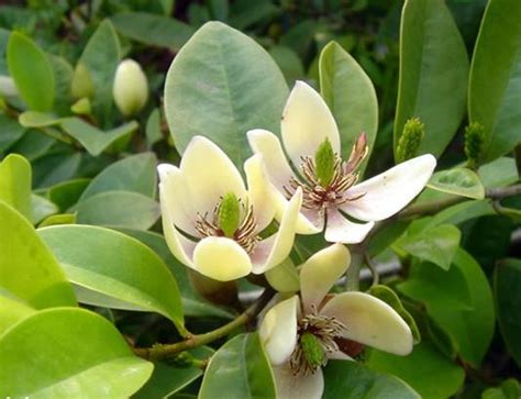 含笑花生長速度|含笑花(香蕉花):形態特徵,生長環境,分布範圍,繁殖方法,。